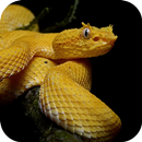 Venomous Snakes of America-APK