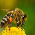 Repelente de abejas y mosquito