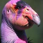 Animales feos आइकन