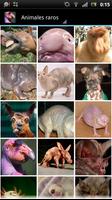 Animales feos पोस्टर