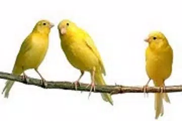 canary XAPK download