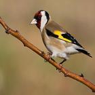 Goldfinch singing icon