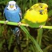”parakeet