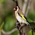 Mendidik goldfinch Anda