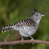 Choca Barrada أيقونة