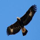 Canto del águila simgesi