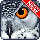 Owl Wallpapers-icoon
