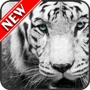 White Tiger Wallpapers APK