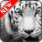 White Tiger Wallpapers icon