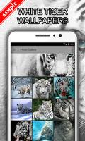 White Tiger Wallpapers poster