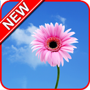 Flower Wallpaper HD APK