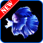 Betta Fish Live Wallpaper ไอคอน