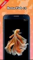 Betta Fish Live Wallpaper syot layar 1