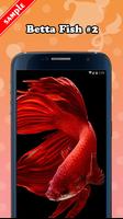 Betta Fish Live Wallpaper syot layar 2