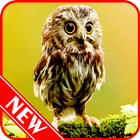 Owl Wallpaper-icoon