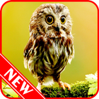 Owl Wallpaper simgesi