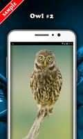 Owl Wallpaper 截圖 2