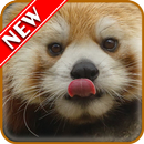 Red Panda Wallpapers-APK