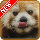 Red Panda ikona