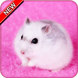 Hamster Wallpaper icon