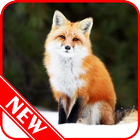 Fox Wallpaper biểu tượng