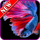 Betta Fish أيقونة