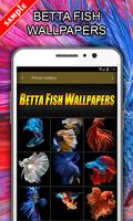 Betta Fish penulis hantaran