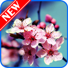 Sakura Tree Wallpaper আইকন