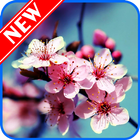 Sakura Tree Wallpaper-icoon