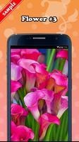 Flower Wallpaper syot layar 3