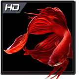 Betta Fish Wallpaper HD Pack-icoon