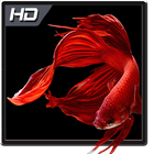 Betta Fish Wallpaper HD Pack icon