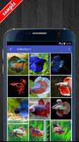 Betta Fish Wallpaper HD Pack ภาพหน้าจอ 3