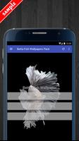 Betta Fish Wallpaper HD Pack bài đăng