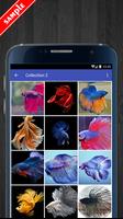 Betta Fish Wallpaper HD Pack ภาพหน้าจอ 2