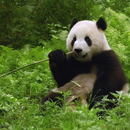 Amazing Animals HD Wallpapers APK
