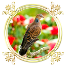 Burung Perkutut APK