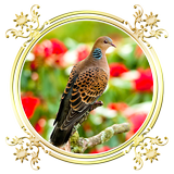 Burung Perkutut ícone