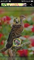 Burung Perkutut poster