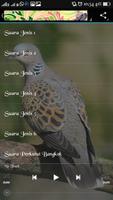 Burung Perkutut screenshot 1