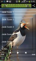 Kicau Master Jalak Suren تصوير الشاشة 1