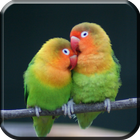 Master Kicau Lovebird biểu tượng