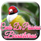 Canto de Passaros Brasileiros icon