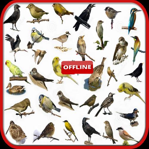 Baixar Canto Do Lambu Espanta Boiada 101 Canto Da Passaros Brasil For Android Apk Download