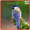 APK Kicau Gelatik Gacor