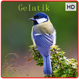 Kicau Gelatik Gacor