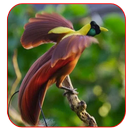 APK Kicau Burung Langka