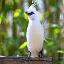 Kicau Burung APK