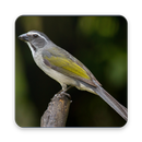 APK TRINCA FERRO ALBUM COMPLETO