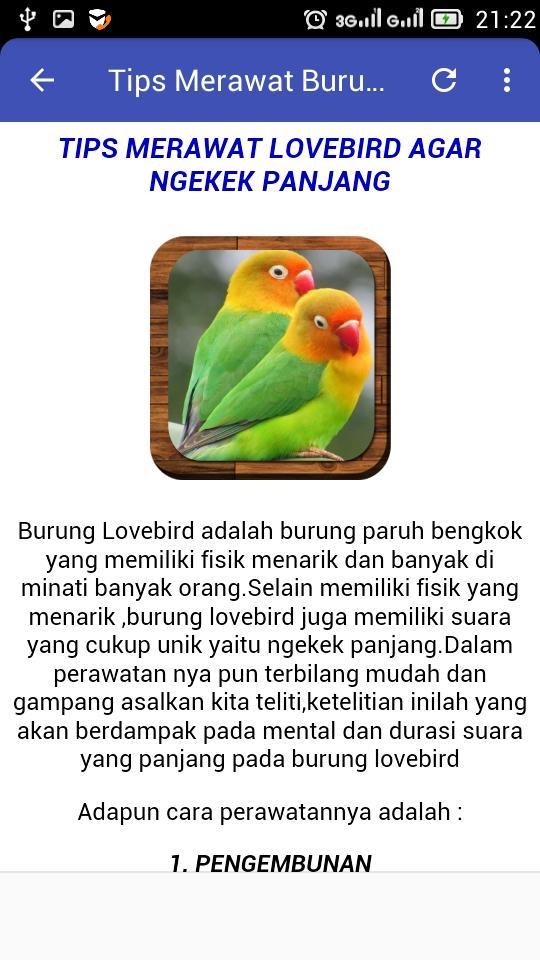 Pemilihan Pasangan Lovebird